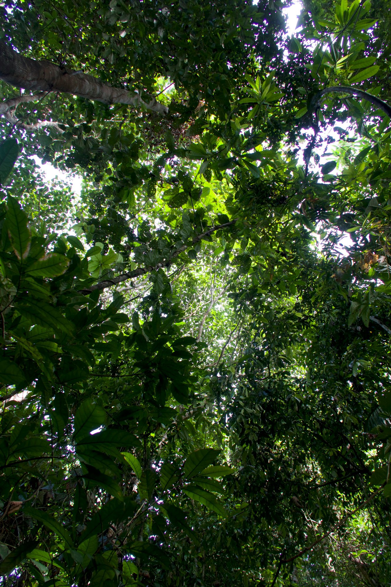 Forest canopy